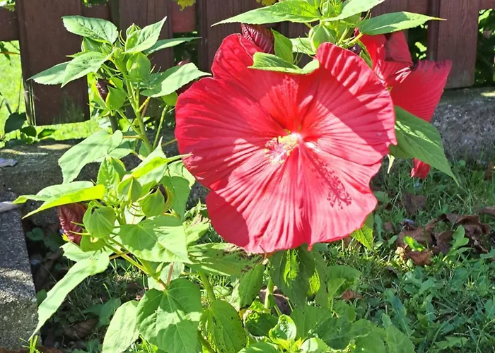 Πανσιόν Zivko 3*